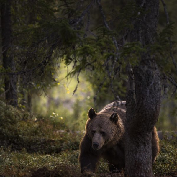 Recognition in the Finnish Nature Photographs of the Year 2019